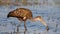 Limpkin catching a mollusc (Aramus guarauna), Florida, United states