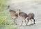 Limpkin Chicks in Florida Wetlands