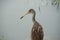 Limpkin close up in profile