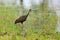 Limpkin courlan, Aramus guarauna, bird in water grass. Evening sun, motteled bird with evening back light, in the nature habitat,