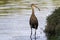 Limpkin eating mollusks on the shore of a lake