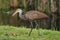 Limpkin eating snail