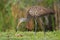 Limpkin eating snail