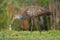 Limpkin eating snail