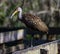 Limpkin on a Fence Rail