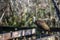 Limpkin on a Fence Rail