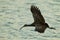 Limpkin in Flight