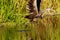 Limpkin In Flight Take Off Florida