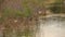 Limpkin in the Florida Everglades