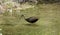 Limpkin in the Florida Everglades