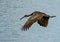 Limpkin Flying