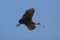 Limpkin flying in a clear blue sky in central Florida.