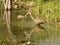 Limpkin in a lake