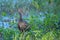 Limpkin Looking for Apple Snails at Lake Seminole Park, Florida