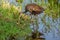 Limpkin Mother and Chick with Apple Snail