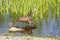 Limpkin Mother With Her Young In A Pond