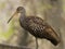 Limpkin in Profile