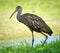 Limpkin - Rare Florida Bird