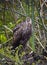 Limpkin Returns to Wakulla Springs