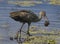 Limpkin with Snail