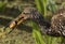 Limpkin with Snail