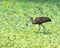 A Limpkin with a snail snack in a marsh