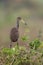 Limpkin standing on a bush