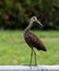 Limpkin Standing Gracefully on Metal Rail