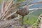 Limpkin By The Water Closeup