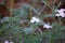 LINANTHUS CALIFORNICUS BLOOM - RED ROCK CP MRCA - 022421 B