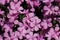 Linanthus Californicus Bloom - San Gabriel Mtns - 051222