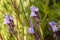 Linaria algarviana flower