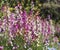 Linaria Flowers
