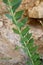 Linaria genistifolia - Wild plant shot in the spring