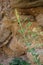 Linaria genistifolia - Wild plant shot in the spring