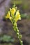 Linaria genistifolia - Wild plant shot in the spring