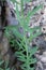 Linaria rubioides subsp. nyssana - Wild plant shot in the spring