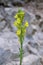 Linaria rubioides subsp. nyssana - Wild plant shot in the spring