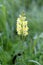 Linaria vulgaris