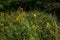 Linaria vulgaris common toadflax yellow wild flowers flowering on the meadow, small plants in bloom in the green grass