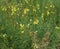 Linaria vulgaris, names are common toadflax, yellow toadflax, or butter-and-eggs, blooming in the summer