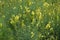 Linaria vulgaris, names are common toadflax, yellow toadflax, or butter-and-eggs, blooming in the summer