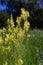 Linaria vulgaris, names are common toadflax, yellow toadflax, or butter-and-eggs, blooming in the summer