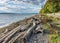 Lincoln Park Driftwood Shoreline