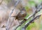 Lincoln\\\'s Sparrow in New Mexico Woodland