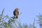 Lincoln sparrow perched on a twig