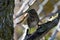 Lincoln Sparrow sits perched on a branch in a meadow