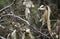 A lincoln sparrow sitting on a branch