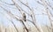 A Lincolns Sparrow Melospiza lincolnii Perched in a Tree in Spring