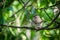 Lincolns sparrow resting in the underbrush